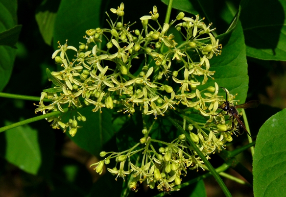 {Ptelea trifoliata}